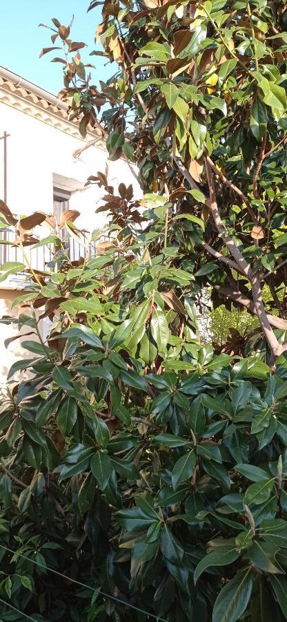 Les Chambres Du Magnolia Canet (Herault) Exterior foto